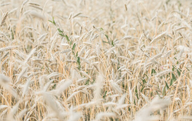The setting sun shines with rays on the ears of wheat. Backgrounds of field wheat