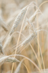 The setting sun shines with rays on the ears of wheat. Backgrounds of field wheat