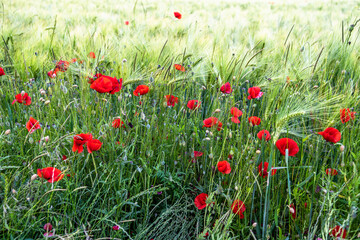 Red Blossoms Of Corn Poppy (Papaver Rhoeas) On Green Wheat Field