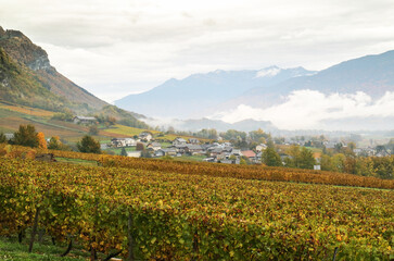 An autumn scenic of French vineyard with a small village in background surrounded by mountain alps...