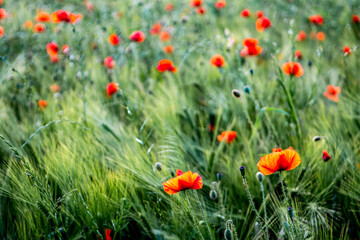 Naklejka premium Red Blossoms Of Corn Poppy (Papaver Rhoeas) On Green Wheat Field