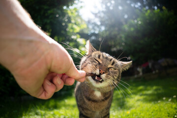 hand feeding tabby cat with treat stick outdoors in sunny back yard