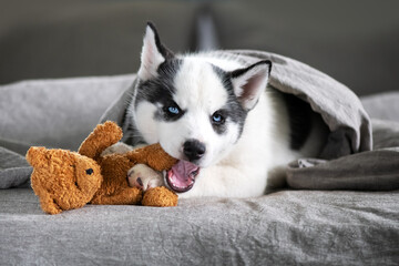 A small white dog puppy breed siberian husky © Ivan Kmit
