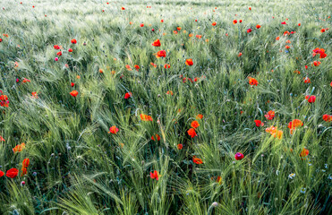 Fototapeta premium Red Blossoms Of Corn Poppy (Papaver Rhoeas) On Green Wheat Field