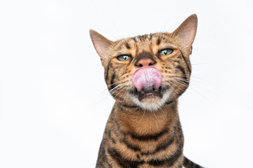 brown spotted bengal cat with green eyes making funny face licking lips with large tongue looking at camera on white background