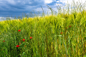 Red Blossoms Of Corn Poppy (Papaver Rhoeas) On Green Wheat Field