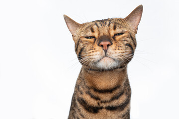 brown spotted bengal cat making funny face looking angrily disgusted or annoyed isolated on white background