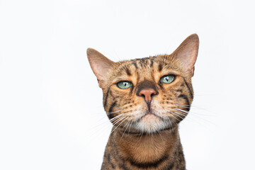 portrait of a brown spotted bengal cat with green eyes looking at camera isolated on white background