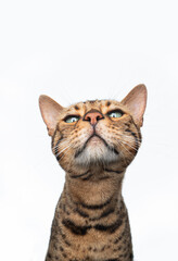 brown spotted bengal cat making funny face looking at camera snooty isolated on white background