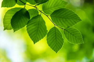 Fototapeta na wymiar Closeup nature view of green beech leaf on spring twigs