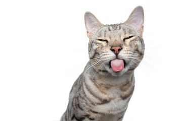 silver tabby bengal cat making funny face looking naughty or mischievous sticking out tongue isolated on white background