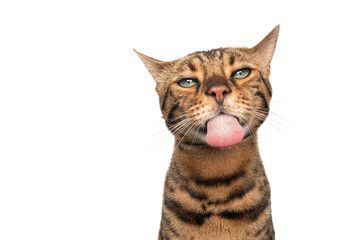 brown spotted bengal cat with green eyes making funny face sticking out tongue looking silly isolated on white background