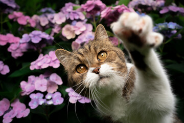 tabby white british shorthair cat in front of blooming hydrangea plant with pink blossoms  outdoors...