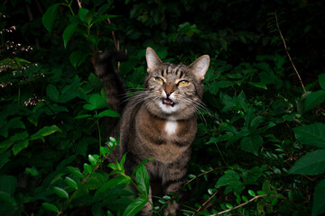 Naklejka na ściany i meble tabby cat standing amid green plants and leaves outdoors meowing