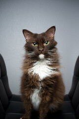 chocolate white brown LaPerm Cat with curly longhair fur portrait on gray background with copy space