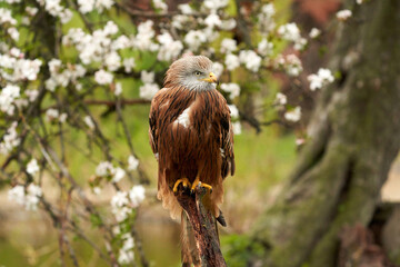 Red kite, in a tree with white blossom. A lake in the background. Bird of prey portrait The bird looks back