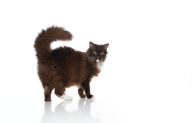 side view of a chocolate white LaPerm Cat with curly fluffy fur isolated on white bqackground