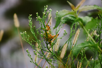 grasshopper on a swamp weed after spring shower