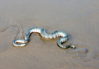 snake on the sand