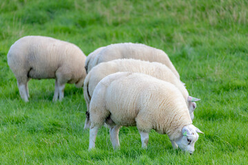 Naklejka na ściany i meble Selective focus of a group young sheep nibbling grass on the green meadow, Ovis aries are quadrupedal ruminant mammals typically kept as livestock, Lamb on the field in countryside, Netherlands.