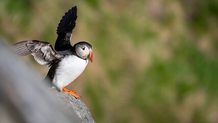 Atlantic puffin (Fratercula arctica) from Norway portrait with negative space 