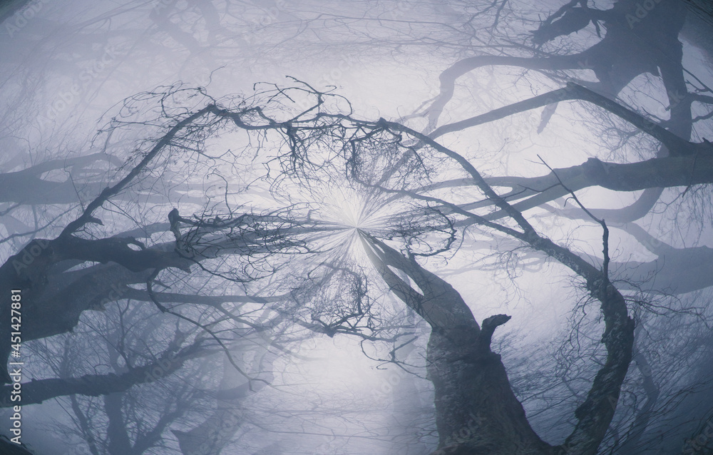 Aufkleber an abstract, circular effect. looking up into the sky of an atmospheric forest and branches on a fog