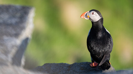 Atlantic puffin (Fratercula arctica) from Norway portrait with negative space 