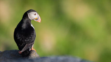 Atlantic puffin (Fratercula arctica) from Norway portrait with negative space 