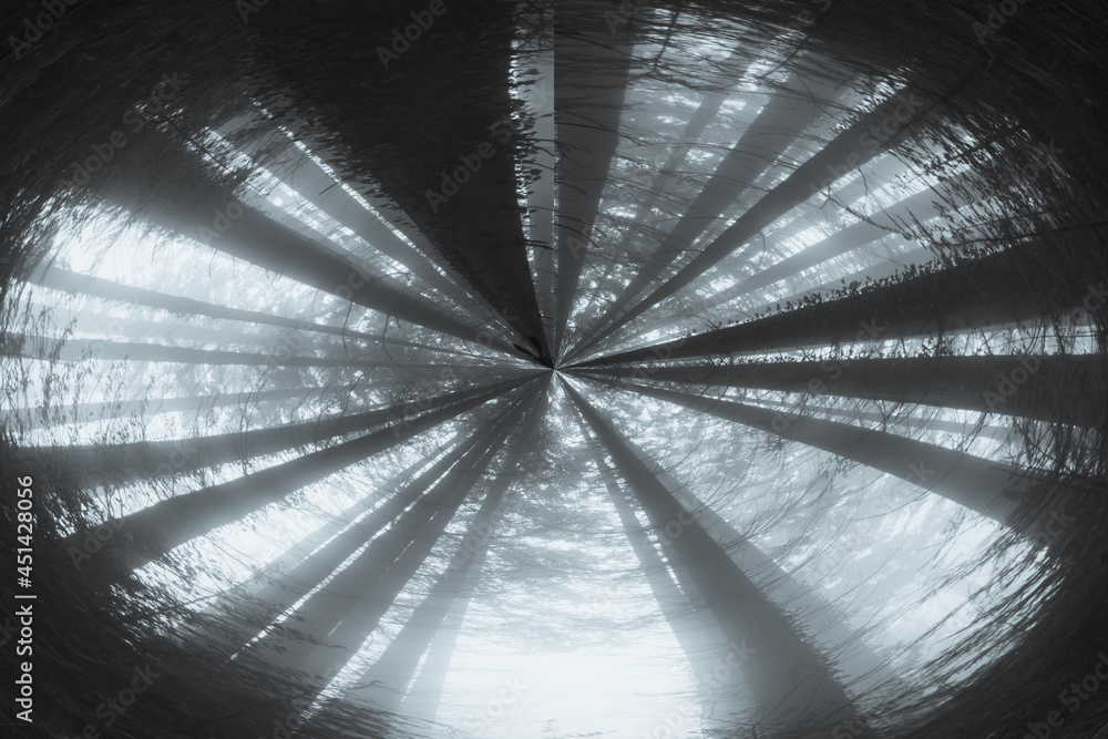 Aufkleber an abstract, circular effect. looking up into the sky of an atmospheric ghostly forest and branches 