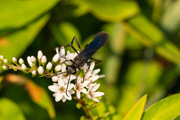 Fototapeta premium Great Black Digger Wasp on Gooseneck Loosestrife Flowers