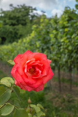 rosenstock am wingertrand
