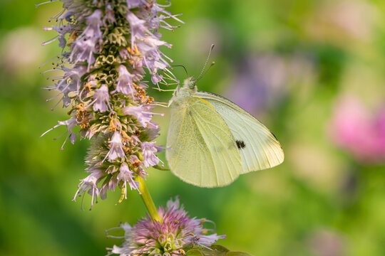 Small Cabbage White Feeding on Hyssop Flowers