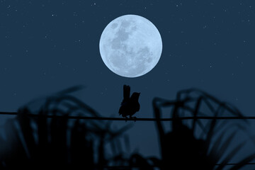 Full moon with bird silhouette in the night.
