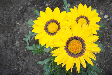 Top view of yellow Gazanias (Treasure flowers) in garden