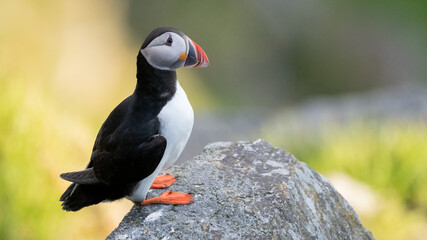 Atlantic puffin (Fratercula arctica) from Norway portrait with negative space 