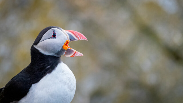 Atlantic puffin (Fratercula arctica) from Norway portrait with negative space 