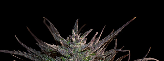 Flowering of the Purpa marijuana plant with dark background and bright resin.