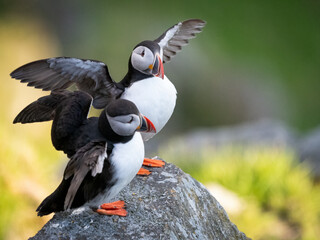Atlantic puffin (Fratercula arctica) from Norway portrait with negative space 