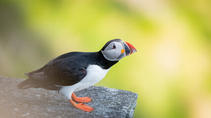 Atlantic puffin (Fratercula arctica) from Norway portrait with negative space 