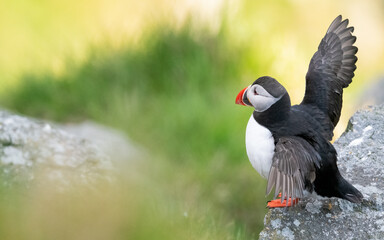 Atlantic puffin (Fratercula arctica) from Norway portrait with negative space 