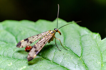 The Common Scorpionfly (Panorpa communis)