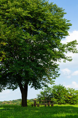 Fototapeta premium 夏の比良の丘