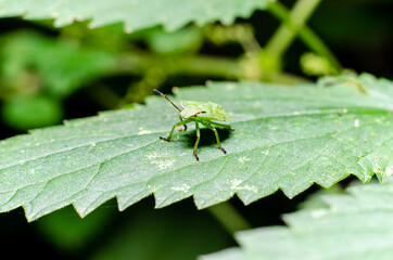 Green shield bug, stage nymph (Palomena prasina)