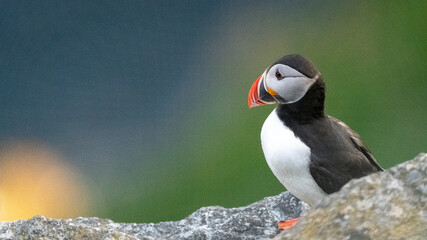 Atlantic puffin (Fratercula arctica) from Norway portrait with negative space 