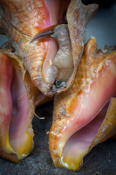 Conche foot