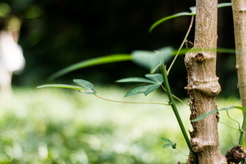 Cassava stems are brown with few green leaves in the field on a hot day