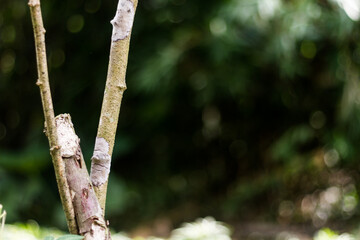 Cassava stems in the field on a hot day, certain parts are covered with mushrooms