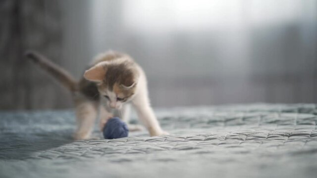 Funny kitten plays with a small ball of threads in the bedroom. Restless animals. Pet care and care. Close-up, slow motion, HD.