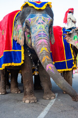 Fototapeta na wymiar Colorful hand painted elephants, Holi festival, Jaipur, Rajasthan, India 