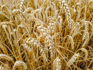 Weizen Feld in Hannover Bemerode